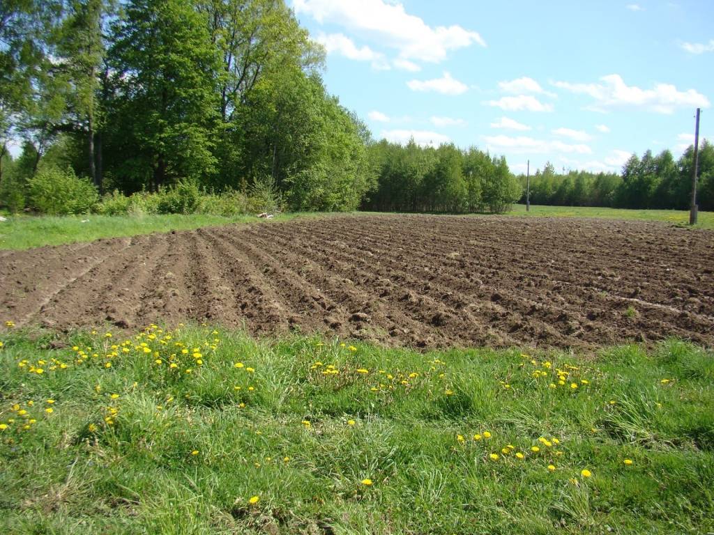 Agronoms: Vēsā laika dēļ augu attīstība kavējas par pāris nedēļām