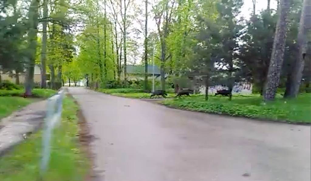Cīņa ar mežacūkām Rīgā: Varētu biedēt ar tīģeru mēsliem