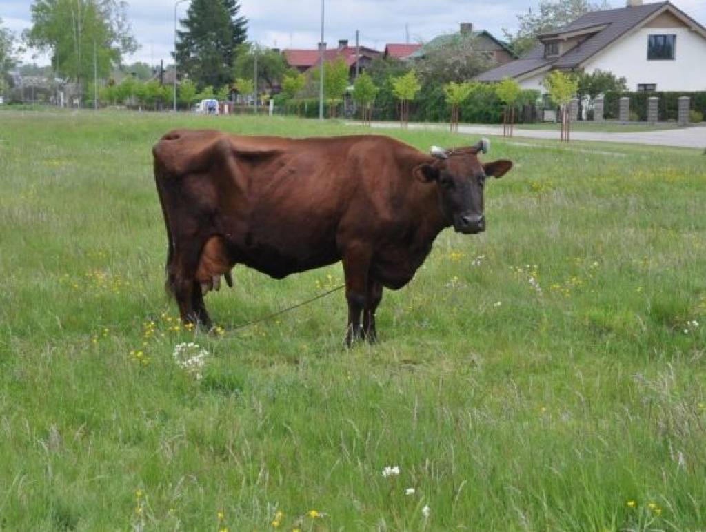 Vienas govs turēšana - luksusa pasākums