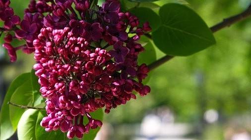 Jūniju prognozē siltu un sausāku nekā parasti