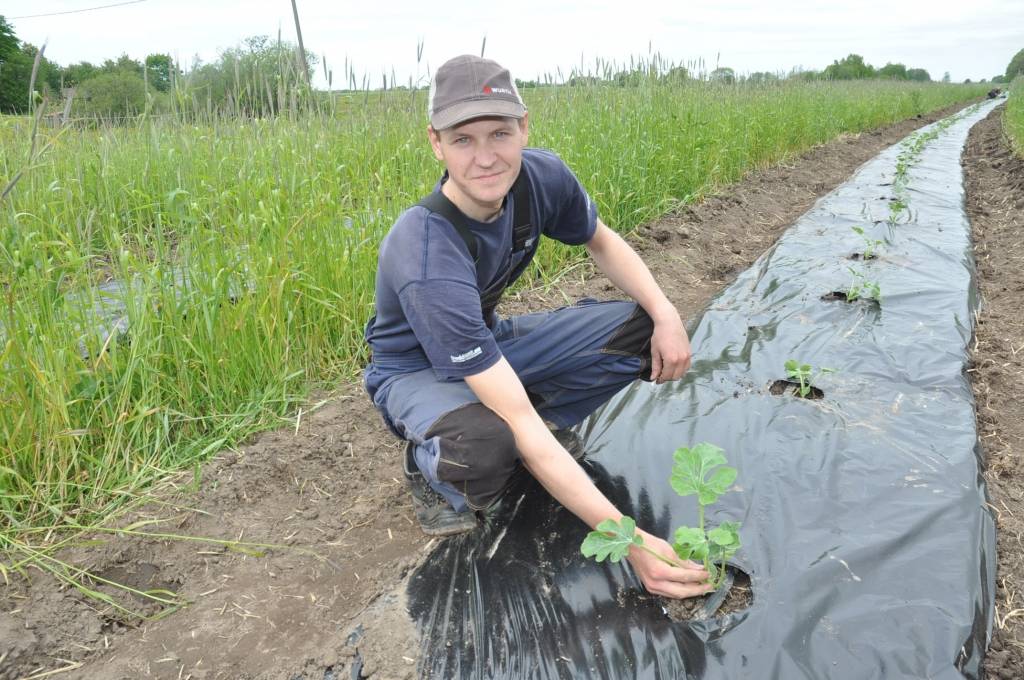 Grib arbūzu padarīt par Latvijas ogu