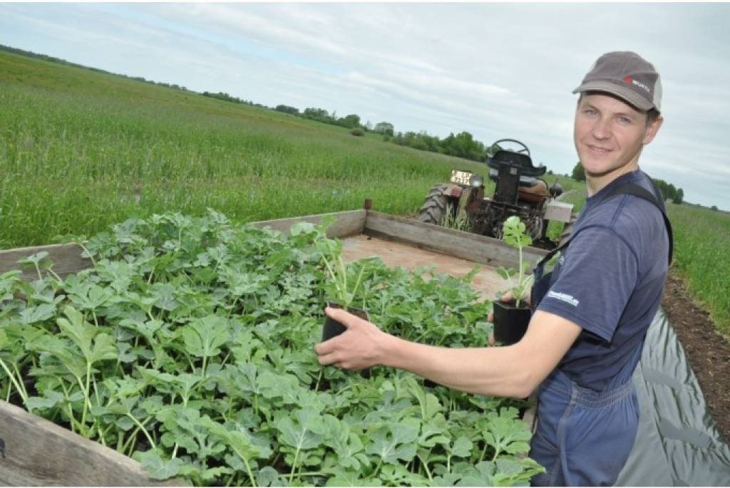 Grib arbūzu padarīt par Latvijas ogu