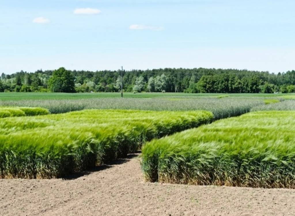 FOTO: Eiropas valstu graudu speciālisti iepazīst Latvijas maizes klēti