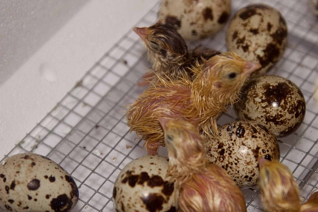 Konstatēto bīstamo antibiotiku dēļ Eka paipalas nāksies izkaut ap 30 000 putnu