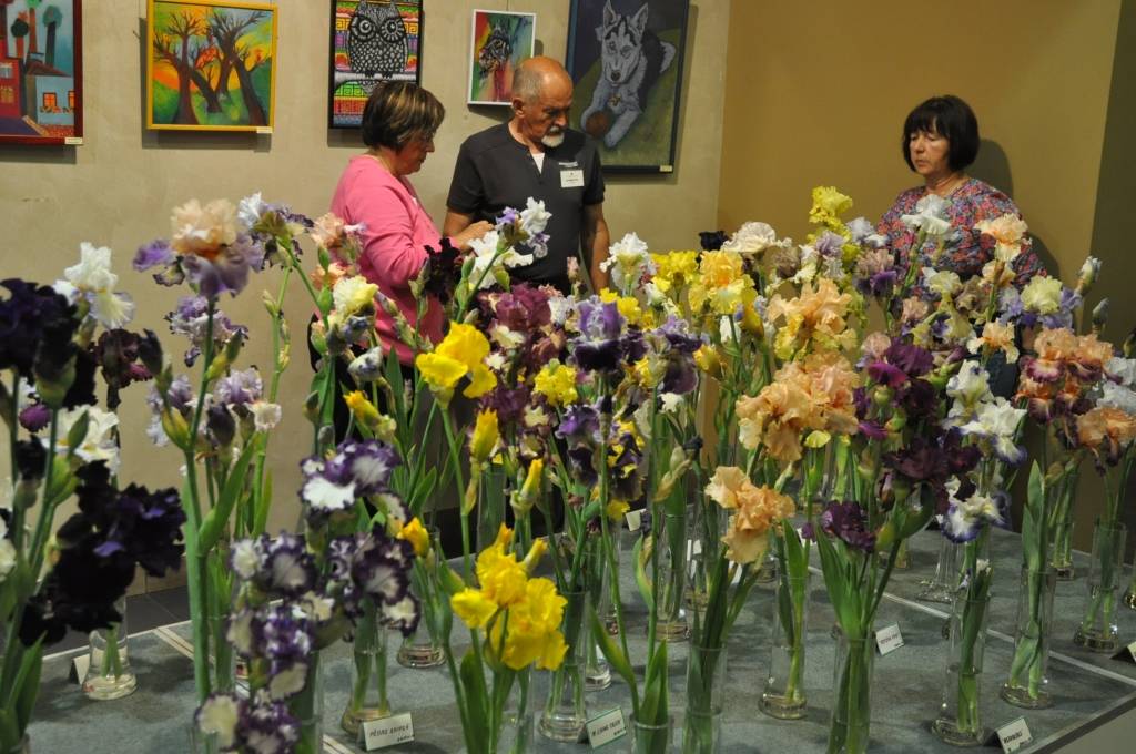 FOTO: Liepājā skatāma īrisu ziedu izstāde