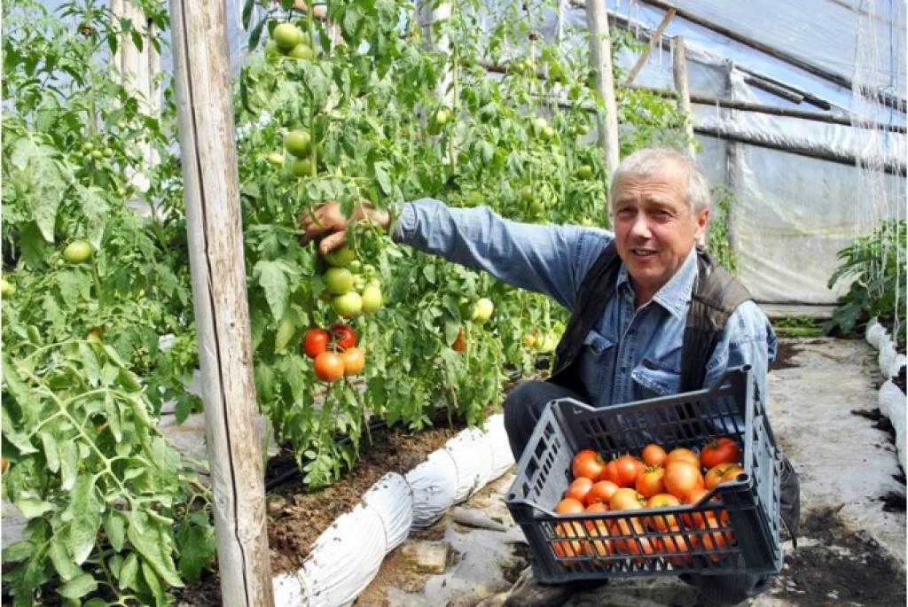 Ienākušies pašmāju tomāti