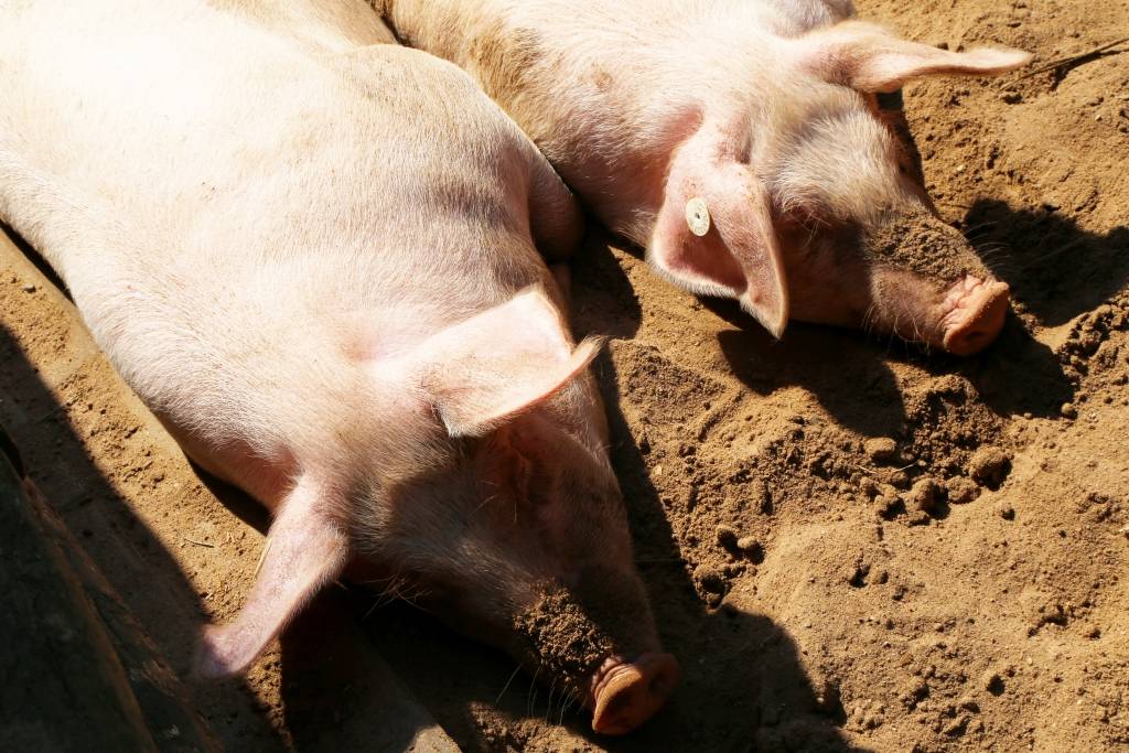 Papildināta - Daugavpils novadā 18 mājas cūkām konstatēts Āfrikas cūku mēris