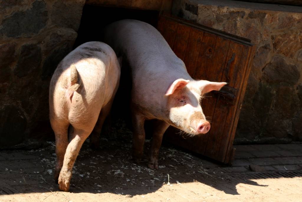 Āfrikas cūku mēra dēļ likvidētas ap 6000 mājas cūku; iznīdēt kaiti no mežiem nevarēs