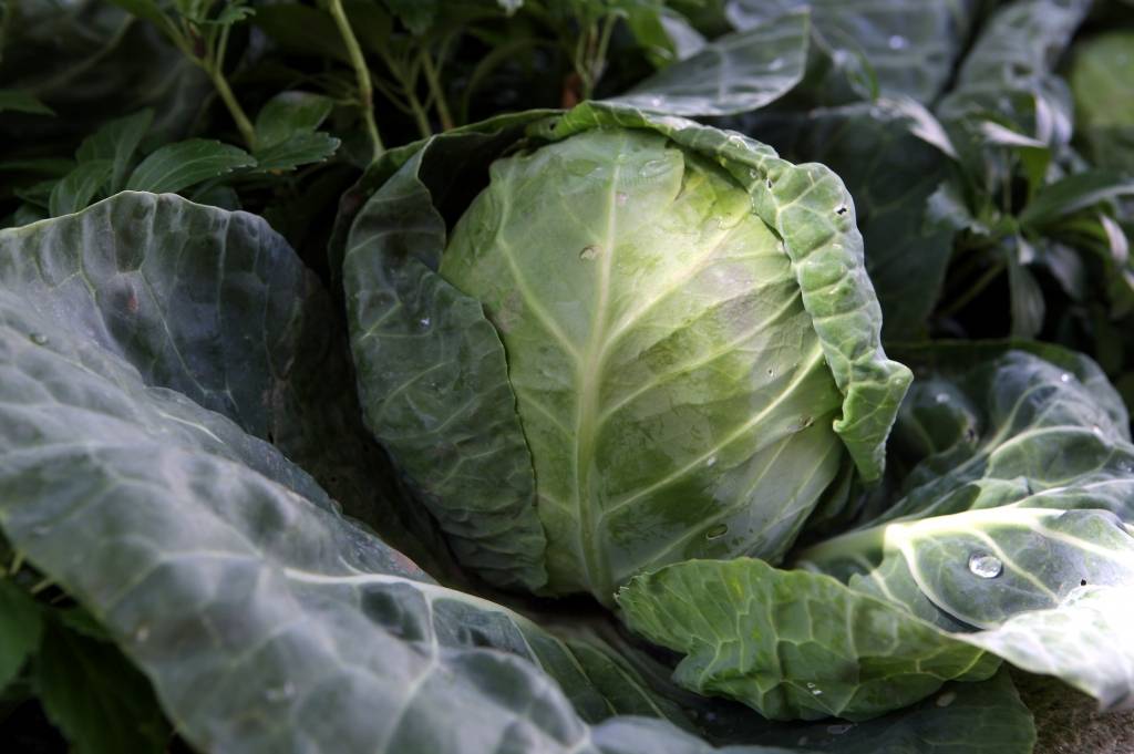 Mūsmāju dārzeņi: Gaidāma lieliska kāpostu raža un strauja cenu lejupslīde