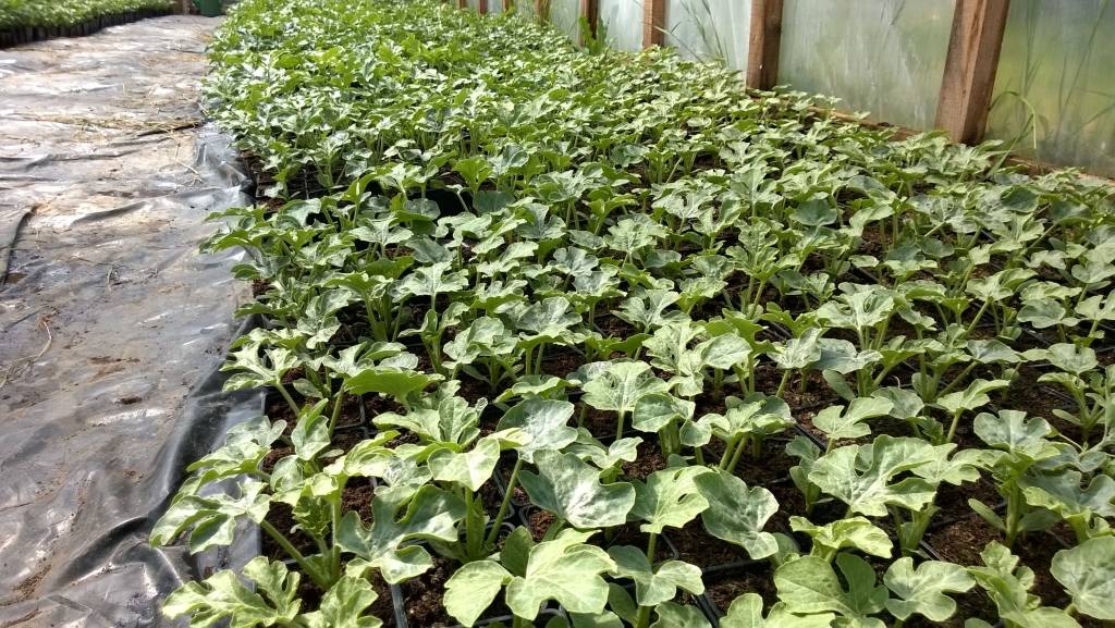 Piemājas saimniecība Kluči veikaliem Elvi piegādās vietējos arbūzus