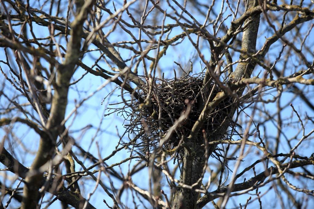 Iedzīvotājus aicina "neglābt" no ligzdas izkritušus putnus