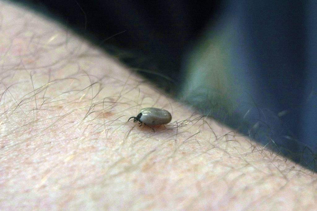 Teju par ceturto daļu pieaugusi saslimstība ar ērču pārnēsāto Laima slimību