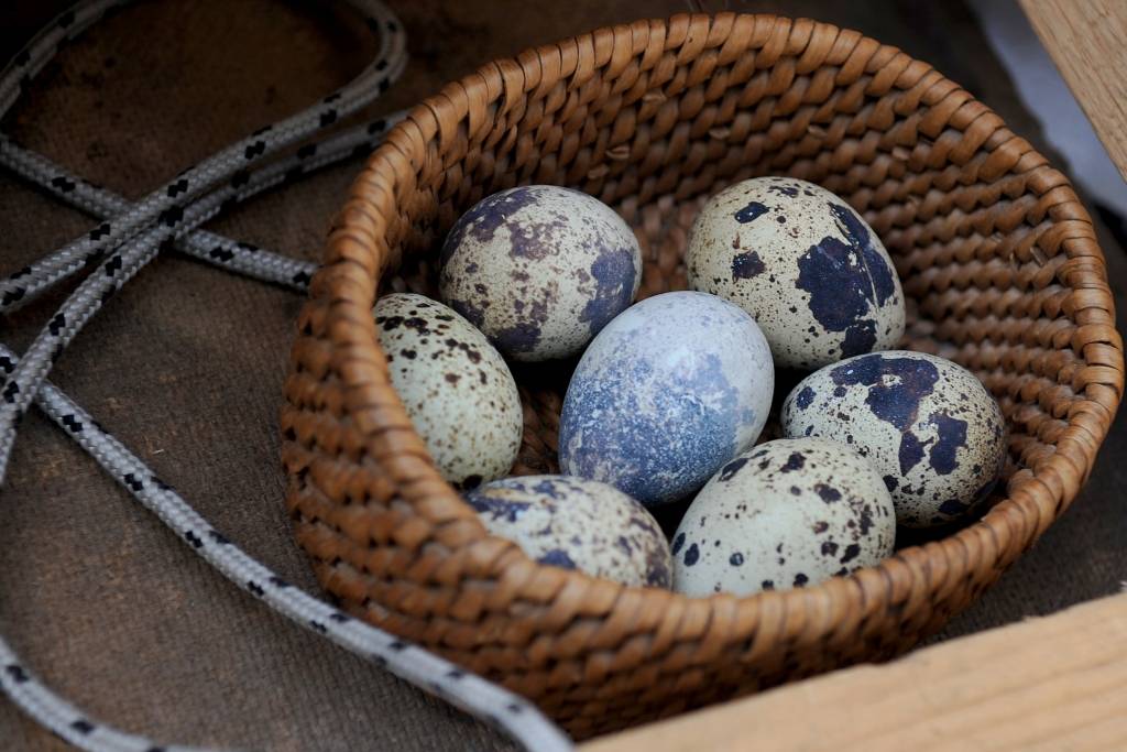 Eka paipalām atļauts sākt ražošanu; PVD pārbaudīs Kauna grūdai dzīvnieku barību