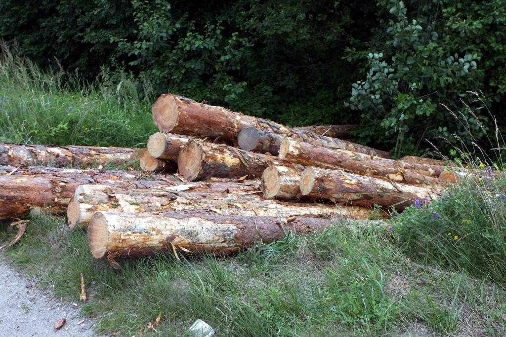 Mežu paņēma, bet naudu nedod