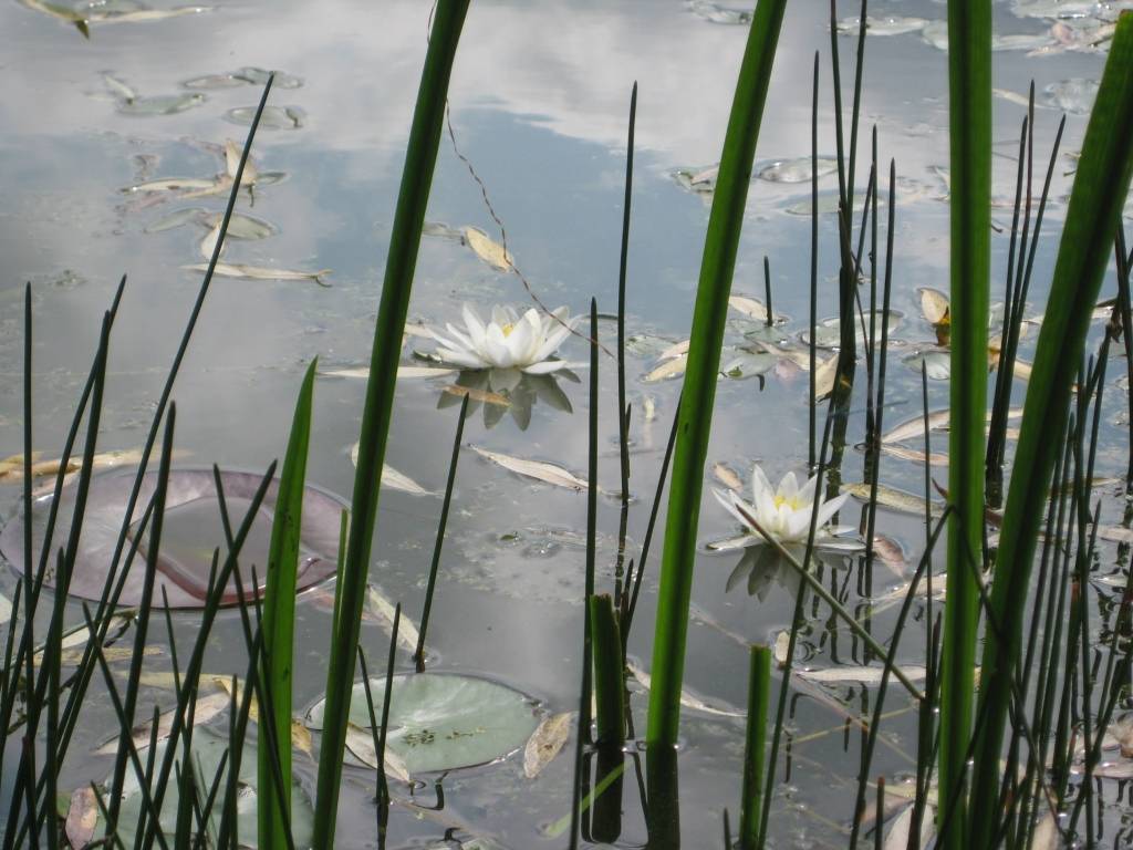 Iebraucot dīķī, gājis bojā traktora vadītājs