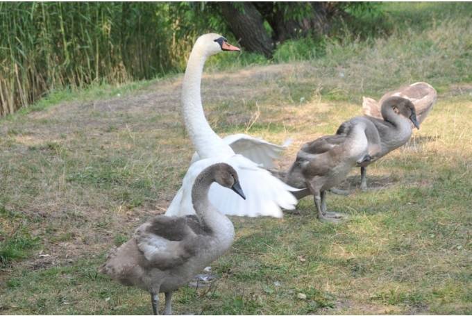 Iedzīvotāji aicināti papildus nepiebarot gulbju ģimenes