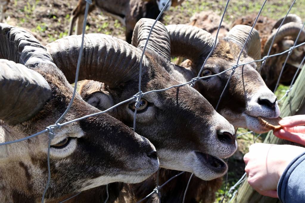FOTO: ES lauksaimniecības ministri viesojas bioloģiskajā Buku audzētavā 