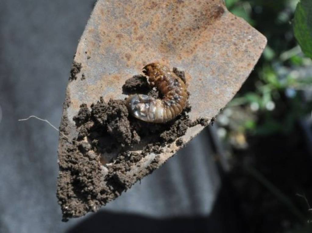 Zemeņu audzētājiem līst asaras: pa stādījumiem šiverē maijvaboļu kāpuri