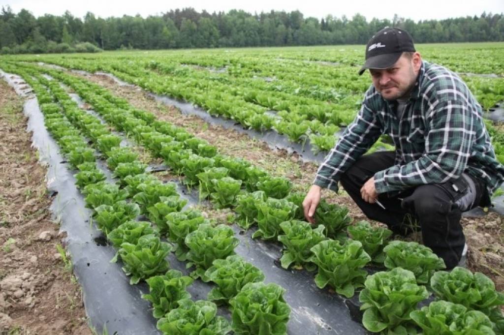 Daukstu pagastā plāno novākt 8 tonnas salātu dienā