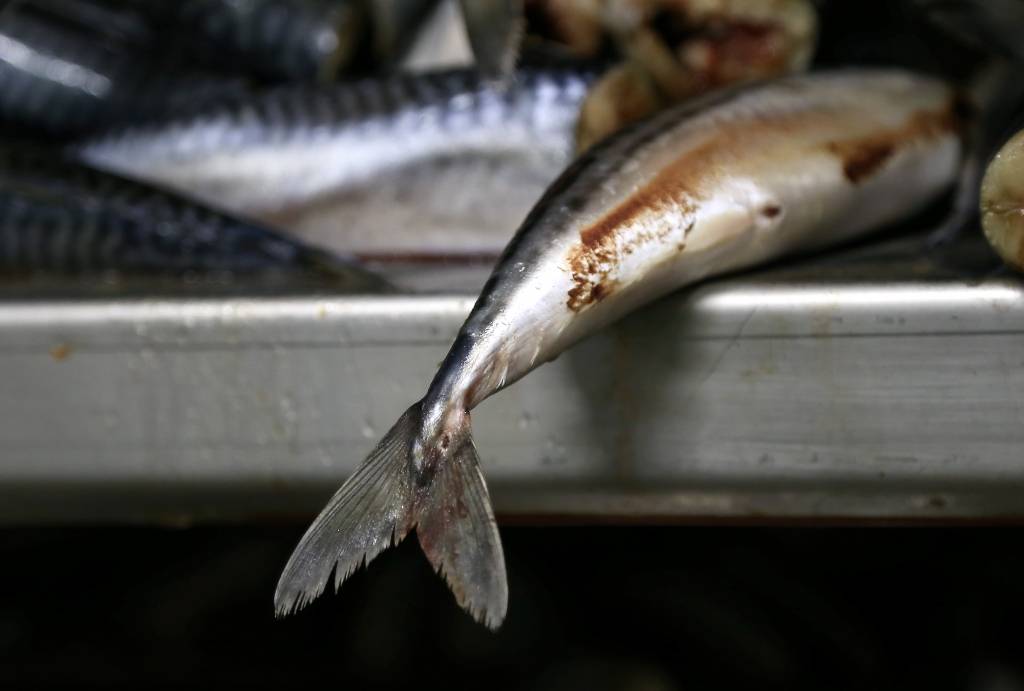 Rinkēvičs: Krievijas vēršanās pret visu zivrūpniecību nav adekvāta