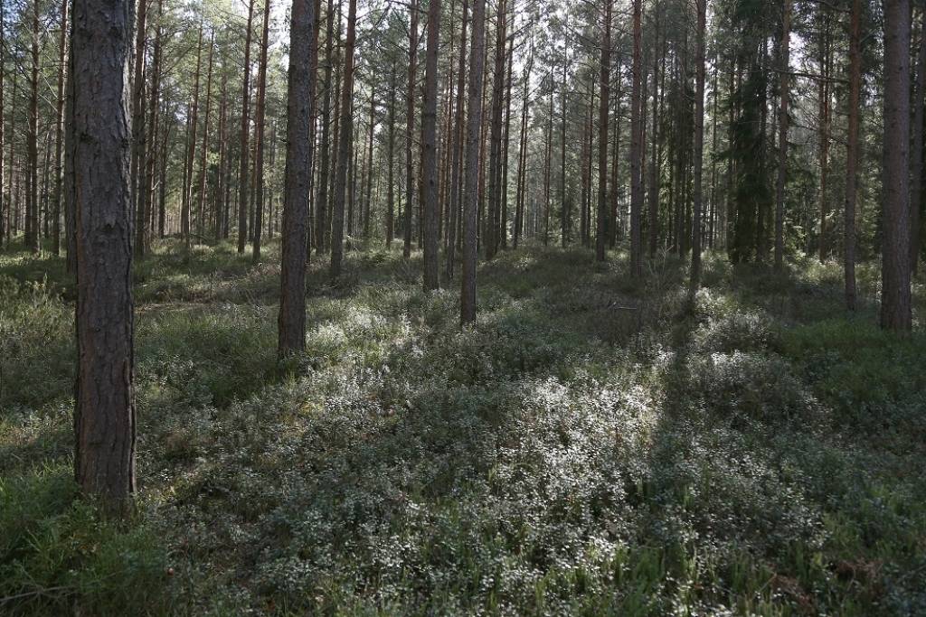 Jūrmalā ar sirēnu skaņām palīdz vīrietim izkļūt no meža