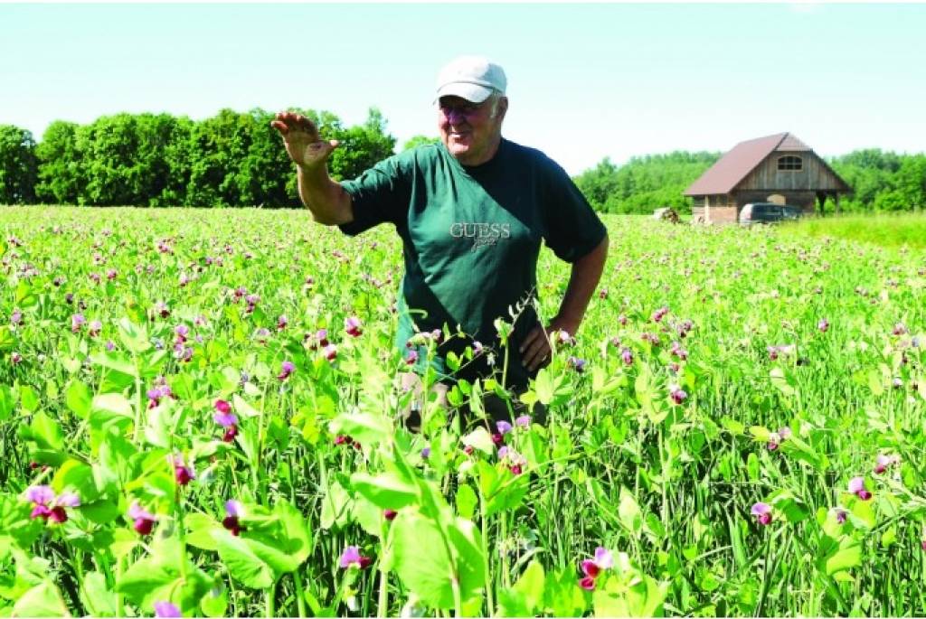 Zirņus audzē jau daudzus gadus