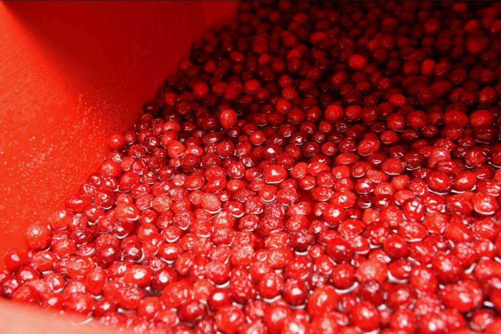 Rāmkalnos atklās jauno sukāžu ražotni