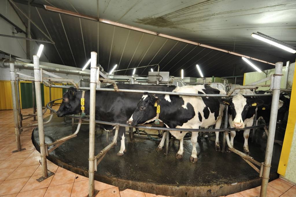 Kalna Dambrāni par 1,023 miljoniem eiro būvēs liellopu novietnes kompleksu