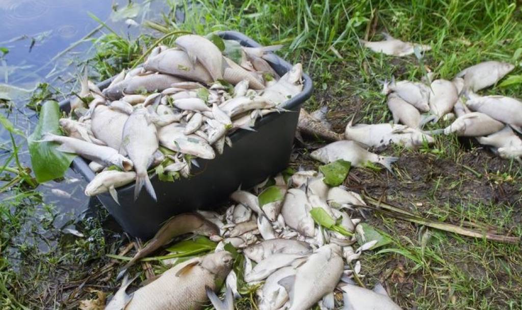 No Šlokenbekas ezera izceltas jau četras tonnas beigtu zivju; plāno izsludināt ārkārtas situāciju