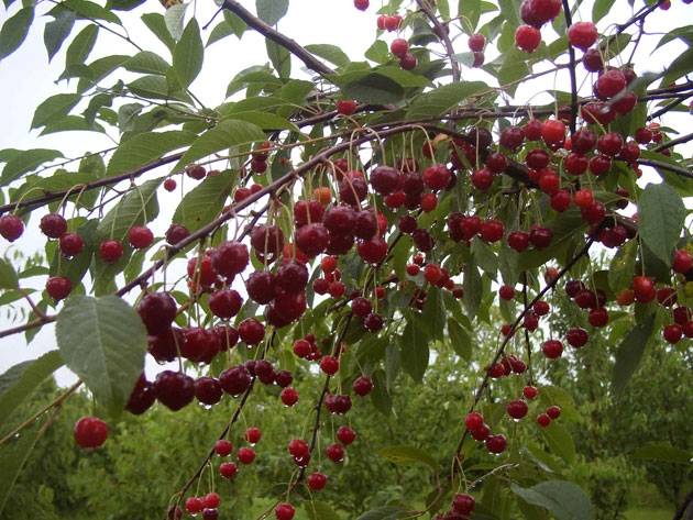 Augļkopju asociācija: Augļkoki ir cietuši no salnām; ar ķiršiem šogad nav spīdoši