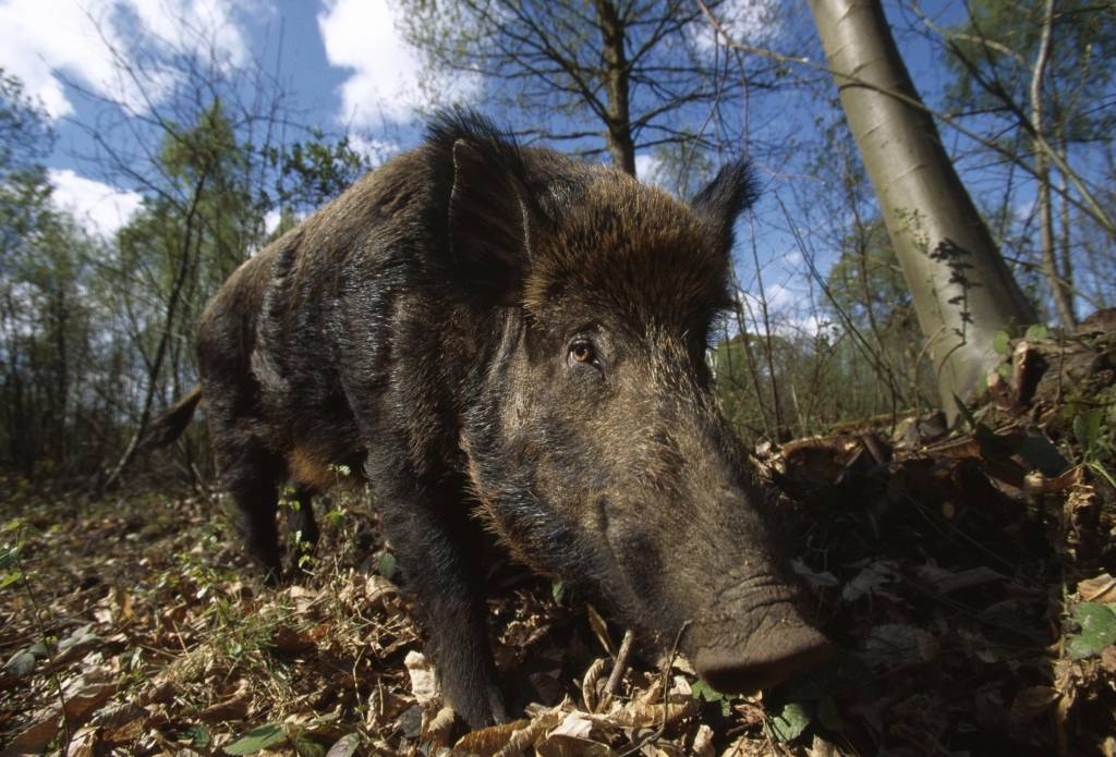 Mežciemā notvertas divas mežacūkas un 13 sivēni