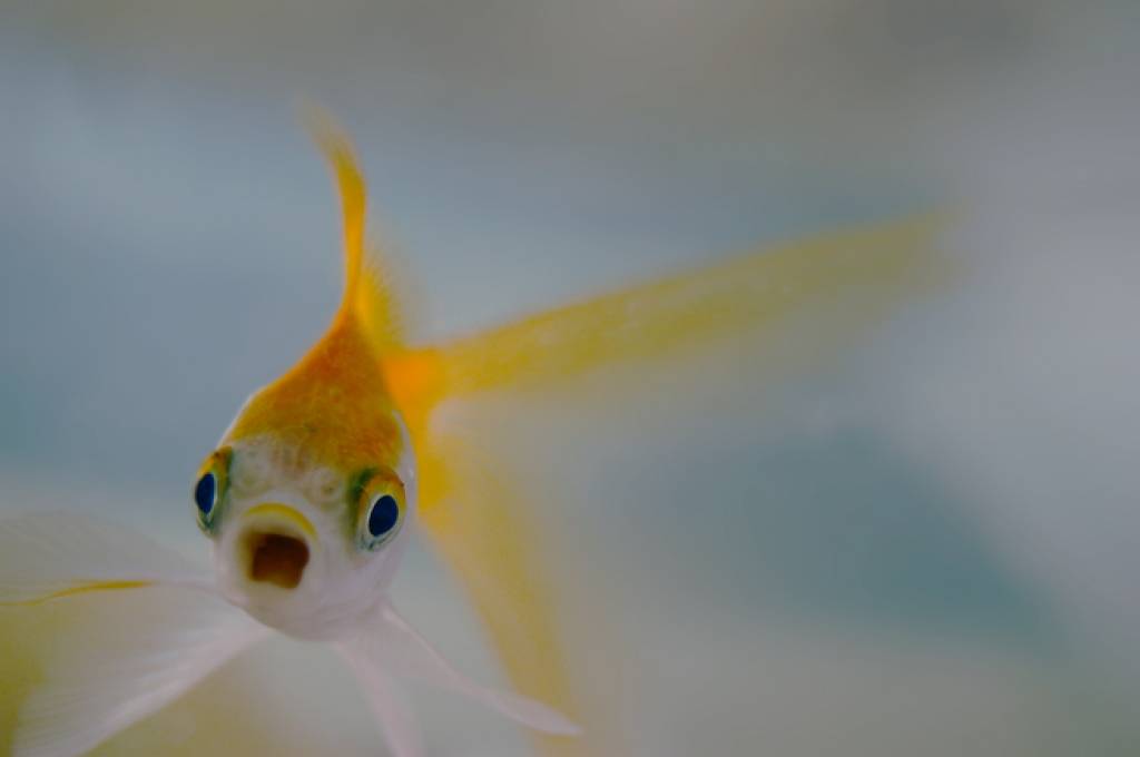 Ekonomista Pola Samjuelsona padoms tieši Tev!