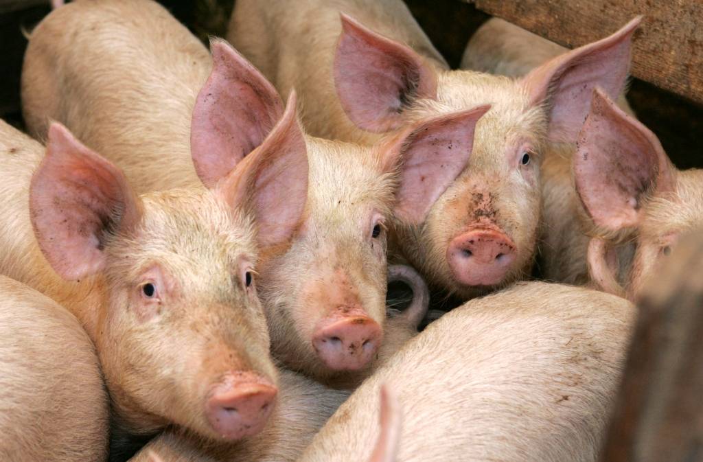 Cūkkopji saistībā ar ĀCM varētu saņemt apmēram piecu miljonu eiro atbalstu