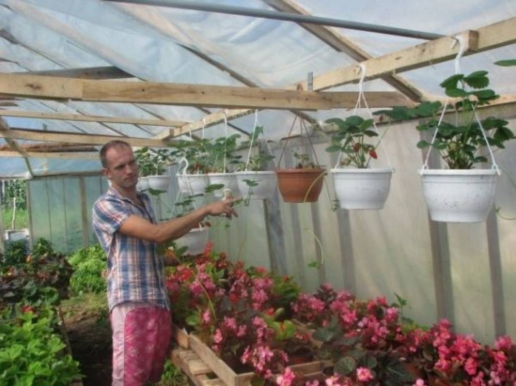 Audzē «frigo» zemenes un piparmētras ar šokolādes garšu