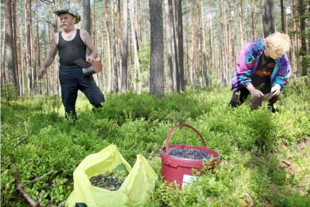 Nopelna 66 eiro dienā