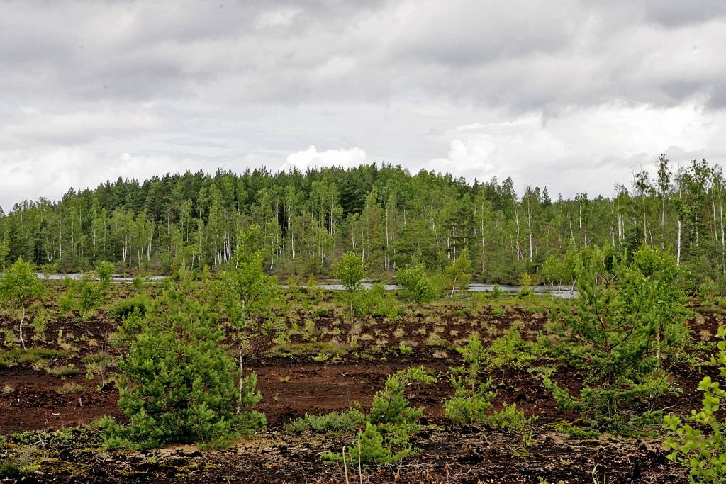 Kurzemes loka projektu turpinās un līniju vilks cauri Ķemeru Nacionālajam parkam