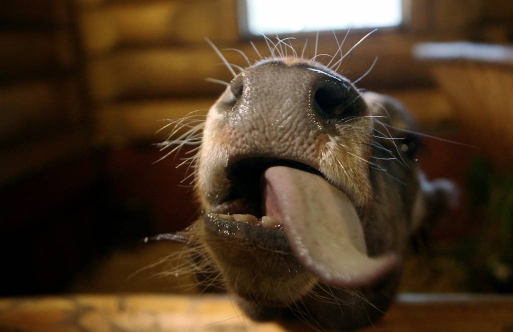 Latvijas gaļas tirgū ievieš jaunu zīmolu Pļavas teļš