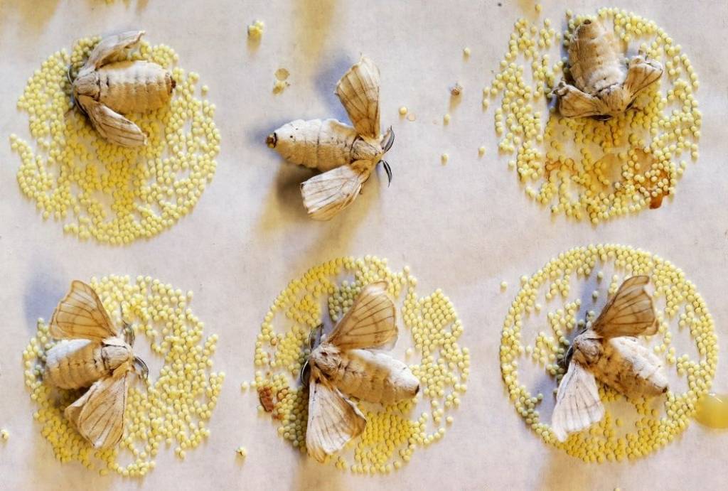 Zīda ražošana Itālijā - fotogrāfijās