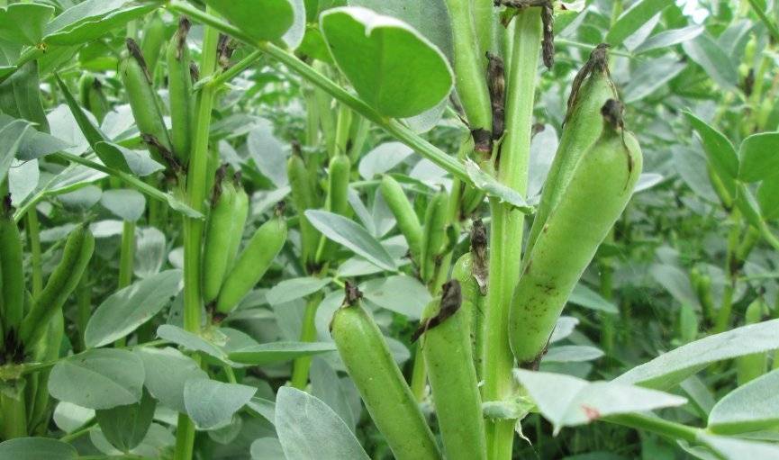 Lauku pupu sējumu platības pieaug; jāpēta iespējamās slimības
