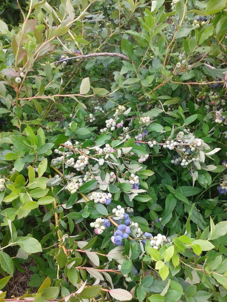FOTO: kā aug mellenes, kas pēc tam «brauc» uz Elvi