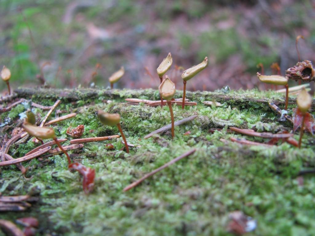 Abavas senlejas dabas parkā atrod retu sūnu sugu