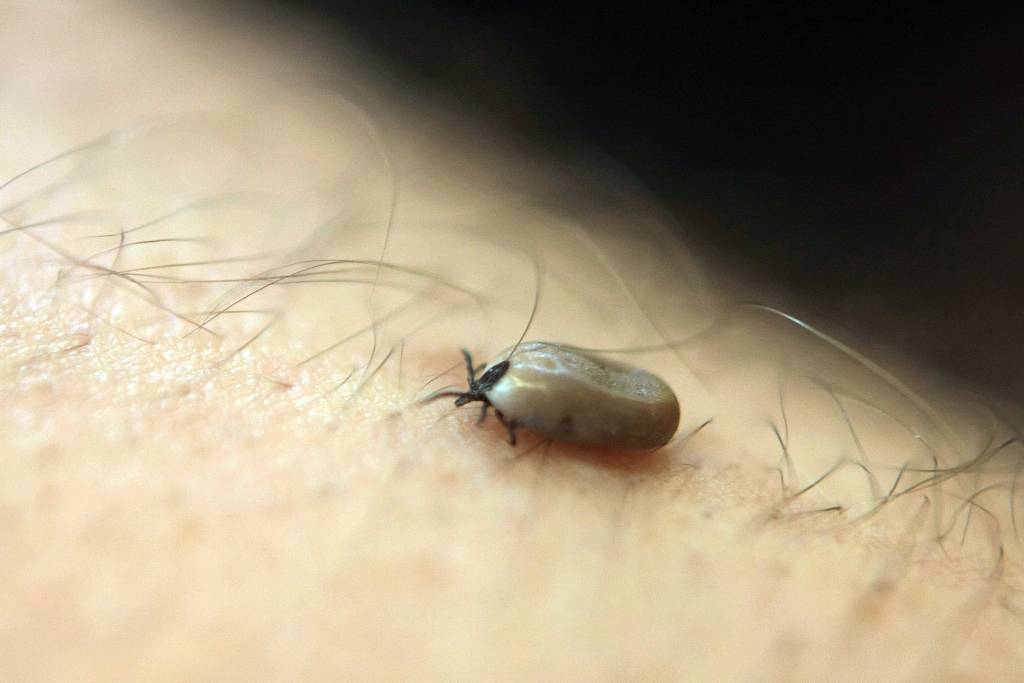 Turpina pieaugt saslimstība ar ērču pārnēsāto Laima slimību