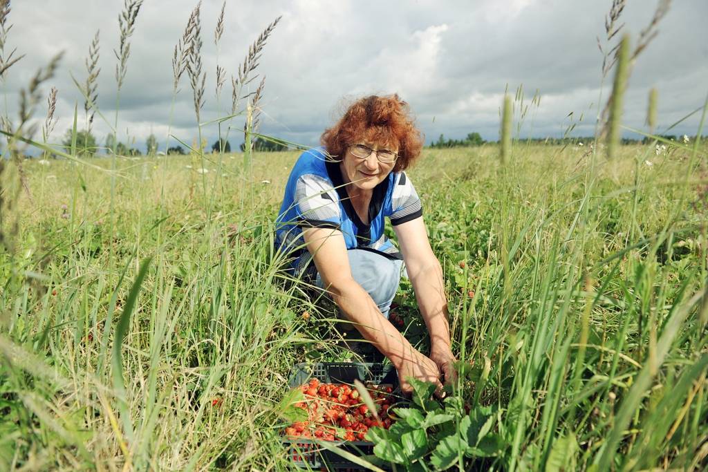 Helēna Kokorēviča puķu dārziņu pārvērtusi par garšaugu valstību