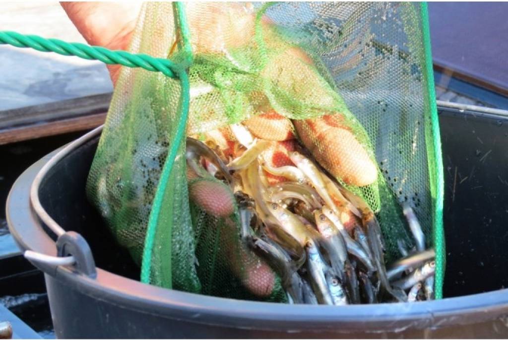 Dāmas zivju audzētava piegādā zandartus Ozolnieku ezeram