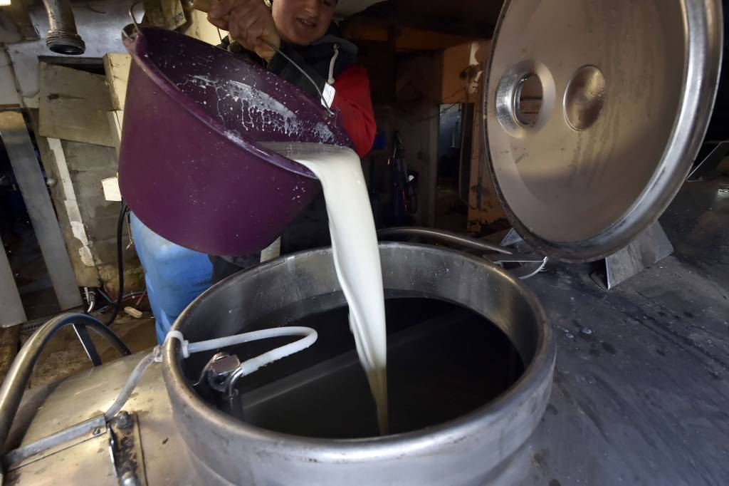 Pienotavas vietā – uz kautuvi