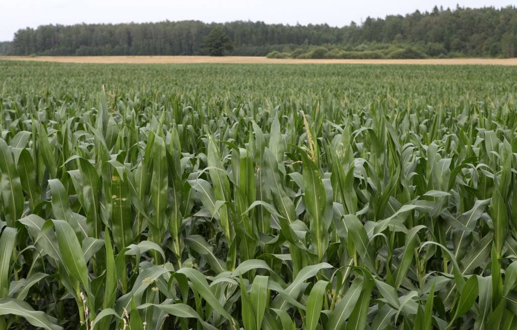 Latvijā izmantotais pesticīdu apjoms viens no zemākajiem ES 