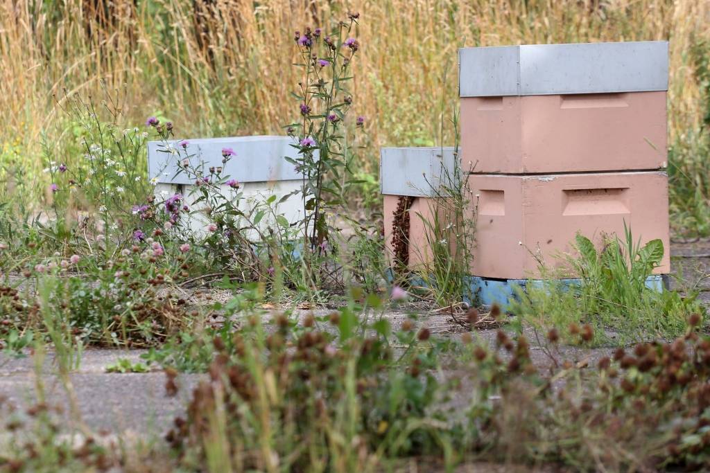 Bišu drava Mežaparkā - fotogrāfijās