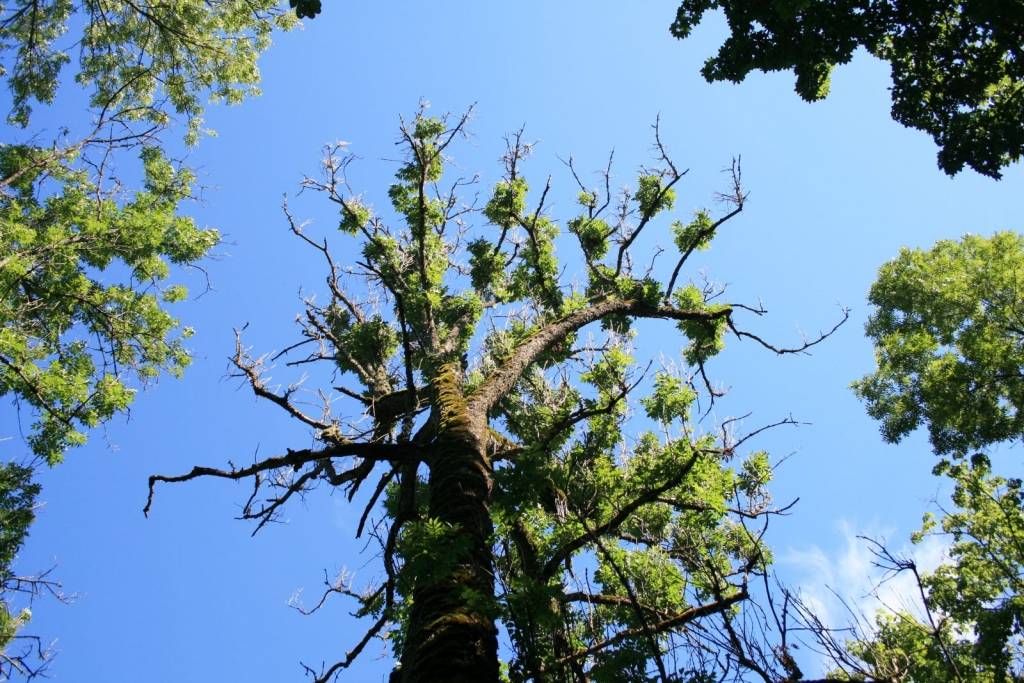 Latvijā pēdējos gados vērojama strauja ošu atmiršana