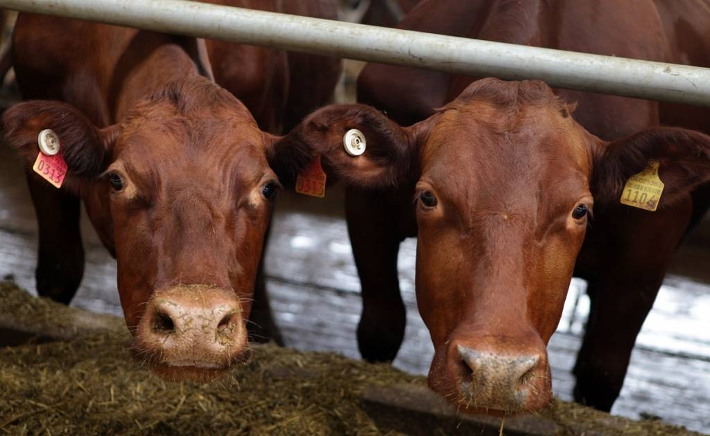 Dūklavam zināms par bīstamā Q drudža esamību vismaz vienā fermā