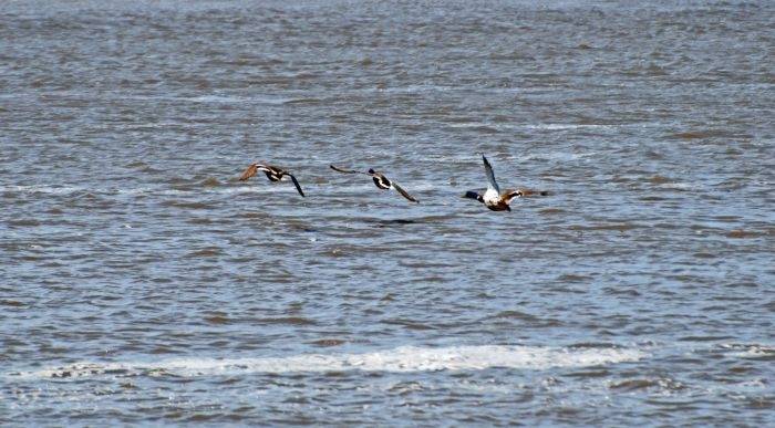 Sākas ūdensputnu medību sezona